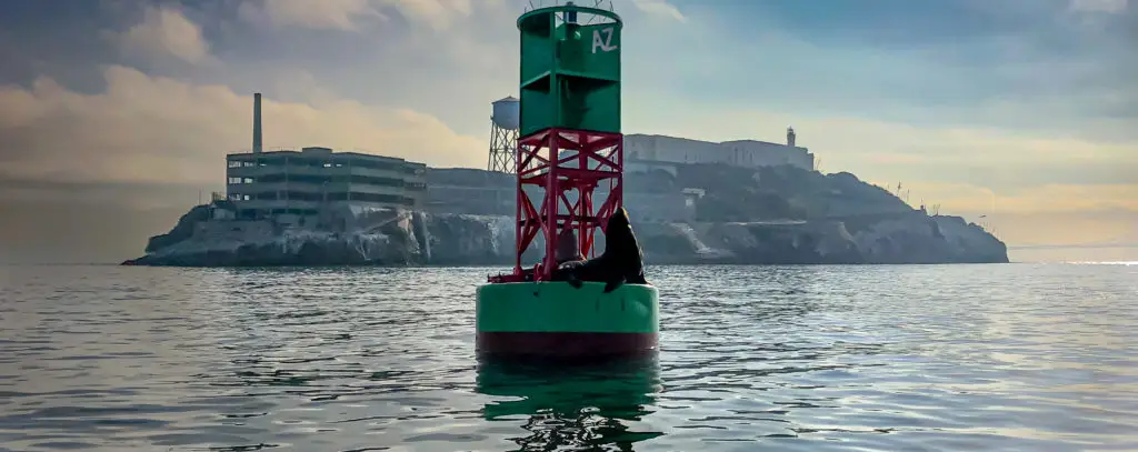 A sea lion resting on a buoy near Alcatraz Island, with the iconic prison and lighthouse in the background.