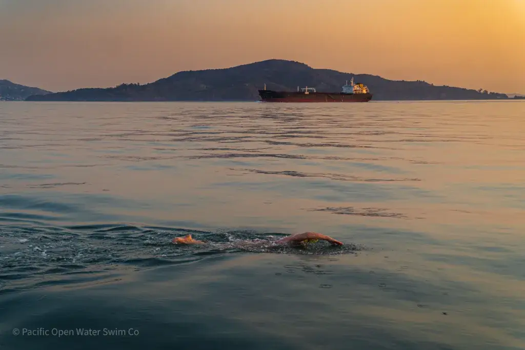 Marathon swimmer returning from Angel Island at sunrise with a tanker in the background during a Round Trip Angel Island swim