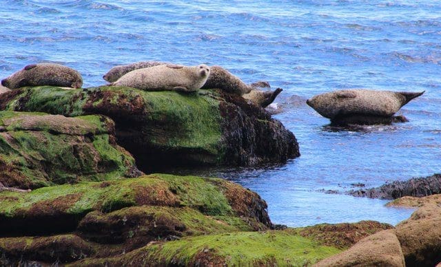 Group of seals on rocks